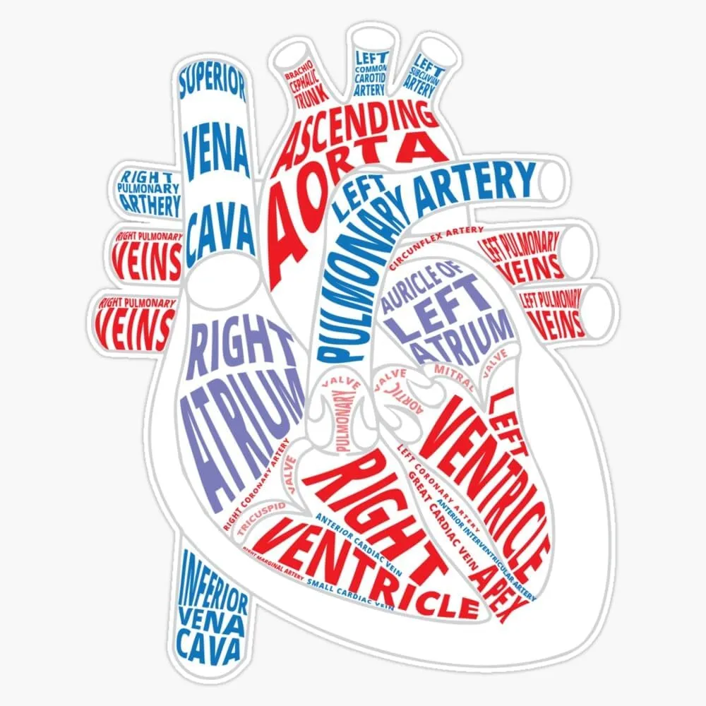Parts of Heart Product Anatomical Heart Gift for Cardiologist Sticker Vinyl Decal Car Laptop Wall Window Bumper Sticker 5"